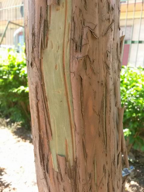 Lagerstroemia?  Probabilmente s